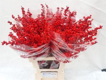 Vollsortiment - Ilex, 50 cm